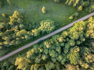 drone görüntü. çam ormanı ve yukarıdan alanlara Letonya çevrili asfalt yol