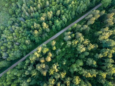 drone görüntü. çakıl yol çam ormanı yukarıdan çevrili. Yaz kırsal Letonya