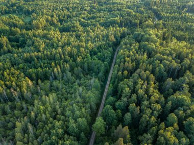 drone görüntü. çakıl yol çam ormanı yukarıdan çevrili. Yaz kırsal Letonya