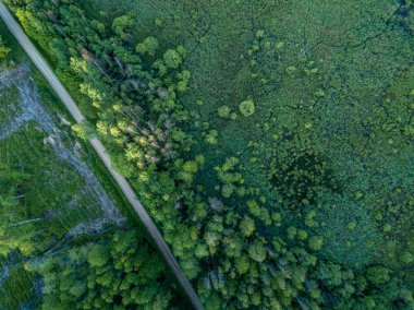 drone görüntü. çakıl yol çam ormanı yukarıdan çevrili. Yaz kırsal Letonya