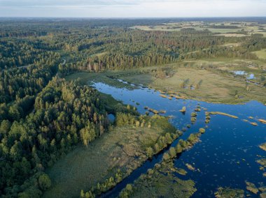 drone görüntü. çam ormanı ve alanları yukarıdan çevrili ülkenin Gölü. yaz günü bataklık alan Letonya