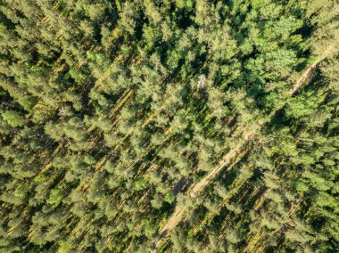 drone görüntü. çakıl yol çam ormanı yukarıdan çevrili. Yaz kırsal Letonya
