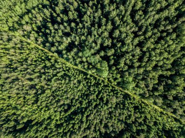 drone görüntü. çakıl yol çam ormanı yukarıdan çevrili. Yaz kırsal Letonya