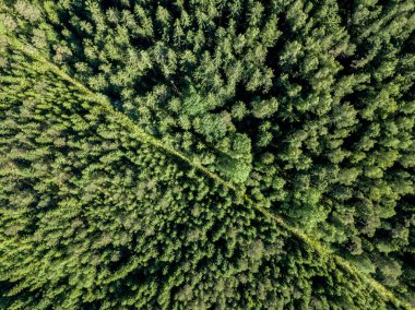 drone görüntü. çakıl yol çam ormanı yukarıdan çevrili. Yaz kırsal Letonya