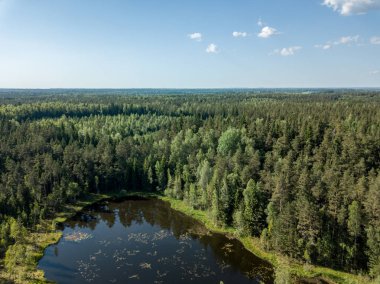drone görüntü. çam ormanı ve alanları yukarıdan çevrili ülkenin Gölü. yaz günü bataklık alan Letonya