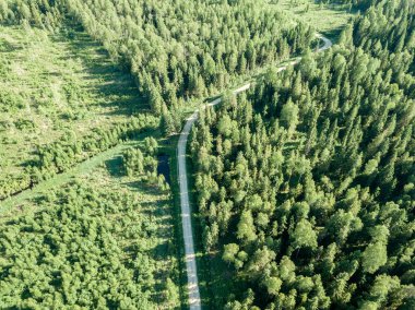 drone görüntü. çakıl yol çam ormanı yukarıdan çevrili. Yaz kırsal Letonya