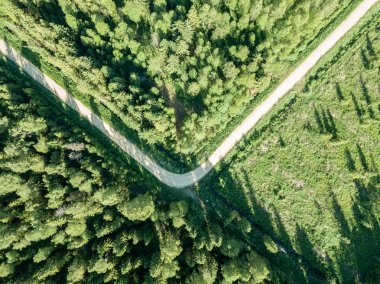 drone görüntü. çakıl yol çam ormanı yukarıdan çevrili. Yaz kırsal Letonya