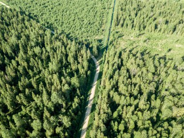 drone görüntü. çakıl yol çam ormanı yukarıdan çevrili. Yaz kırsal Letonya