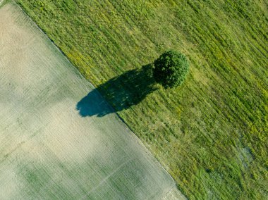 drone görüntü. boş ekili alanlara sahip orta yalnız ağaç hava görünümünü. Letonya yaz gün
