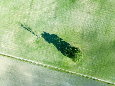 drone görüntü. boş ekili alanlara sahip orta yalnız ağaç hava görünümünü. Letonya yaz gün