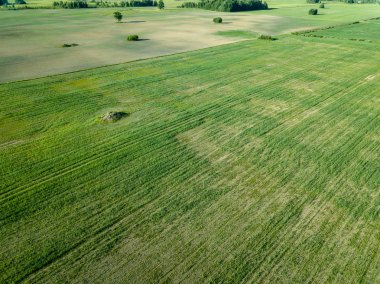 drone görüntü. havadan görünümü boş ekili alanların bahar günü. Letonya