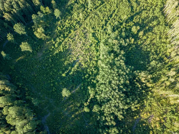 ドローンのイメージ 農村地域でのフィールド 曇り春の日の林の空撮 ラトビア — ストック写真