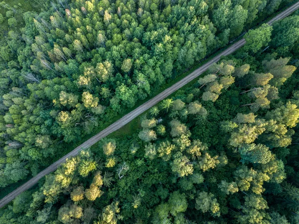 drone görüntü. çakıl yol çam ormanı yukarıdan çevrili. Yaz kırsal Letonya