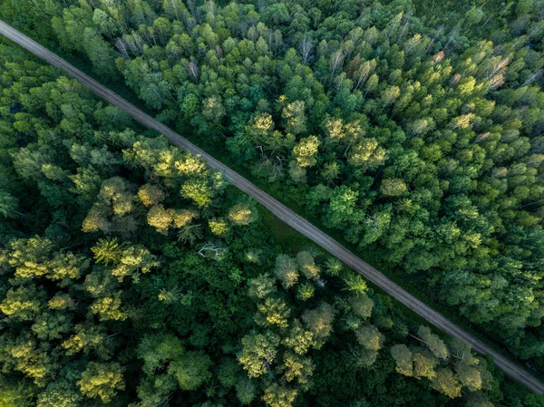 Drone Image Gravel Road Surrounded Pine Forest Summer Countryside Latvia — Stock Photo, Image