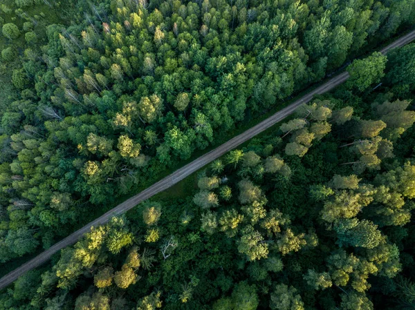drone görüntü. çakıl yol çam ormanı yukarıdan çevrili. Yaz kırsal Letonya