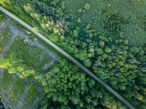Imagem Drone Estrada Cascalho Cercada Por Floresta Pinheiro Cima Campo — Fotografia de Stock