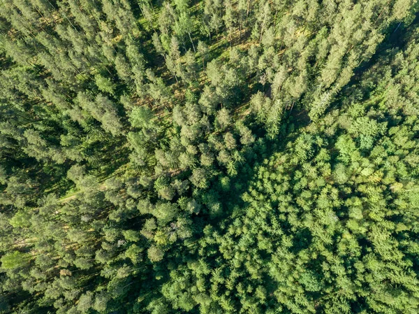 Изображение Дрона Гравийная Дорога Окружена Сосновым Лесом Сверху Летняя Сельская — стоковое фото