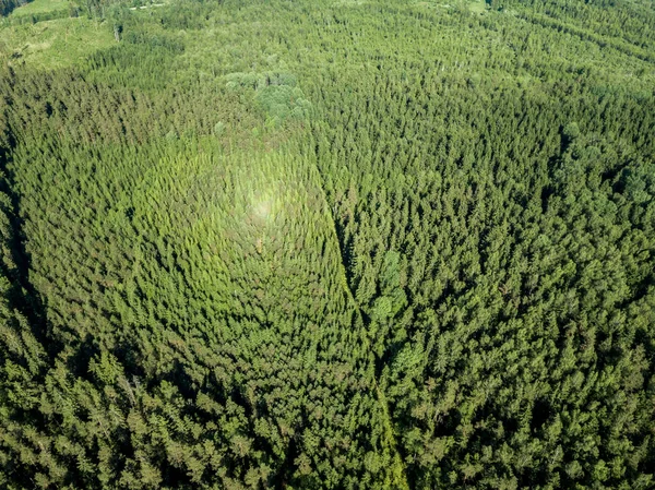 Drone Image Gravel Road Surrounded Pine Forest Summer Countryside Latvia — Stock Photo, Image