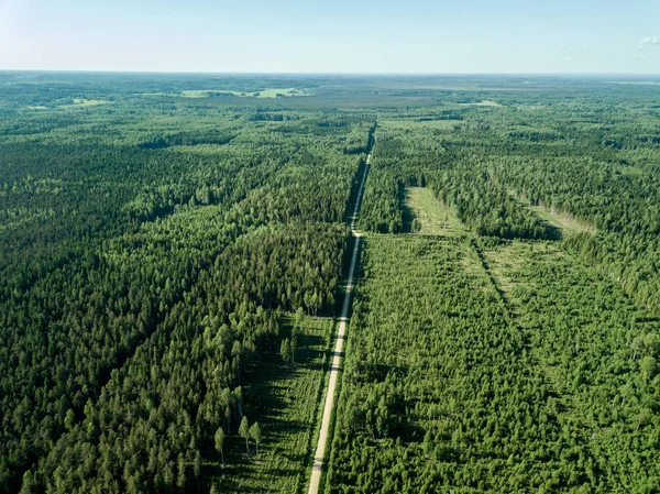 drone image. gravel road surrounded by pine forest from above. summer countryside in Latvia