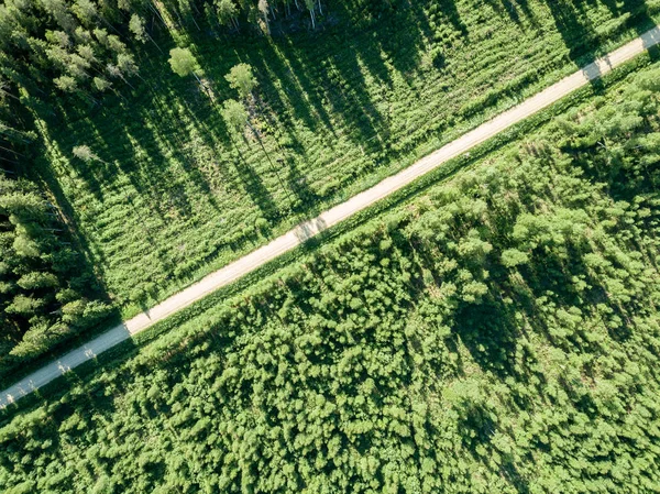 Drone Bild Grusvägen Omgivet Tallskog Från Ovan Sommaren Landsbygden Lettland — Stockfoto