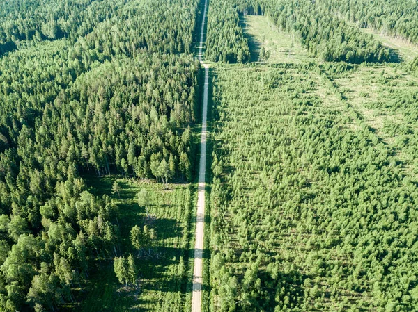 drone image. gravel road surrounded by pine forest from above. summer countryside in Latvia