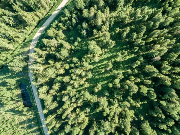 Imagem Drone Estrada Cascalho Cercada Por Floresta Pinheiro Cima Campo — Fotografia de Stock