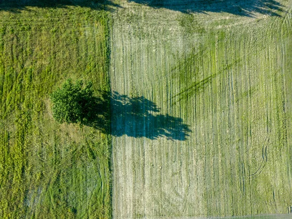 Imagen Del Dron Vista Aérea Campos Cultivados Vacíos Con Árbol — Foto de Stock