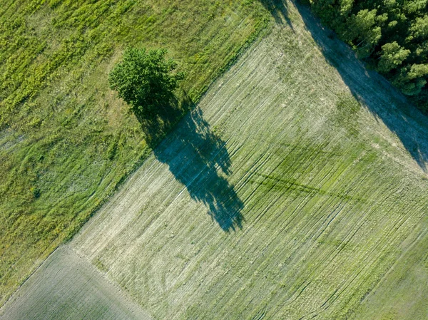 Imagen Del Dron Vista Aérea Campos Cultivados Vacíos Con Árbol — Foto de Stock