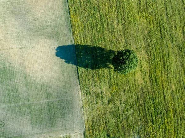 drone görüntü. boş ekili alanlara sahip orta yalnız ağaç hava görünümünü. Letonya yaz gün