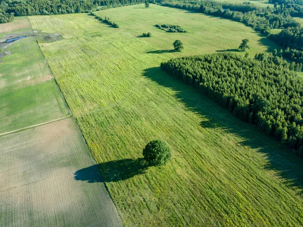 Drone Image Aerial View Empty Cultivated Fields Lonely Tree Middle — Stock Photo, Image