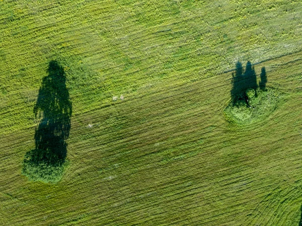 Drone Obrazu Widok Lotu Ptaka Pustych Pól Uprawnych Lonely Drzewo — Zdjęcie stockowe