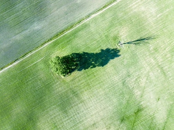 Imagen Del Dron Vista Aérea Campos Cultivados Vacíos Con Árbol — Foto de Stock