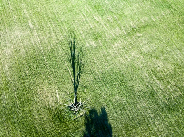 Изображение Дрона Воздушный Вид Пустых Обрабатываемых Полей Одиноким Деревом Посередине — стоковое фото