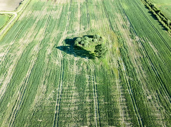 drone image. aerial view of empty cultivated fields with lonely tree in the middle. latvia summer day