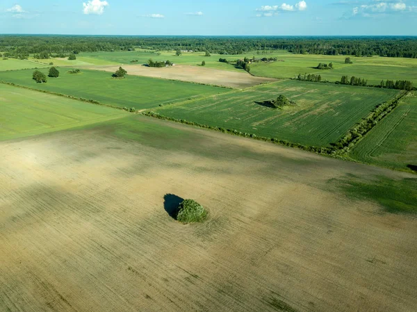 ドローンのイメージ 真ん中で孤独な木と空の耕作地の空撮 ラトビア夏の日 — ストック写真
