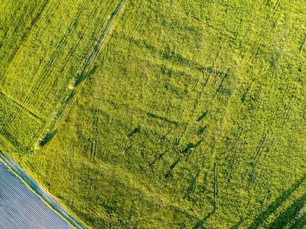Afbeelding Van Drone Luchtfoto Van Lege Akkers Lente Letland — Stockfoto
