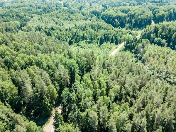 Drone Bild Grusvägen Omgivet Tallskog Från Ovan Sommaren Landsbygden Lettland — Stockfoto