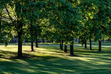 huş ağacı yaprakları ve güneş ışınları ile koyu arka plan karşı sunrise şubeleri. Rekreasyon ve barış için Park sahne