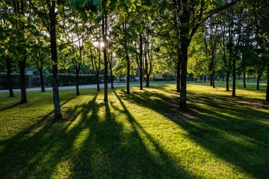 huş ağacı yaprakları ve güneş ışınları ile koyu arka plan karşı sunrise şubeleri. Rekreasyon ve barış için Park sahne