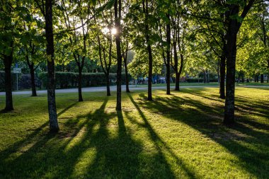 huş ağacı yaprakları ve güneş ışınları ile koyu arka plan karşı sunrise şubeleri. Rekreasyon ve barış için Park sahne
