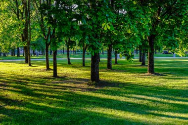 huş ağacı yaprakları ve güneş ışınları ile koyu arka plan karşı sunrise şubeleri. Rekreasyon ve barış için Park sahne