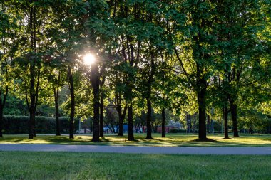 huş ağacı yaprakları ve güneş ışınları ile koyu arka plan karşı sunrise şubeleri. Rekreasyon ve barış için Park sahne