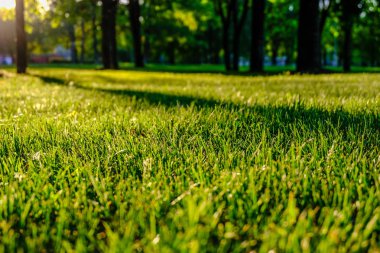 huş ağacı yaprakları ve güneş ışınları ile koyu arka plan karşı sunrise şubeleri. Rekreasyon ve barış için Park sahne