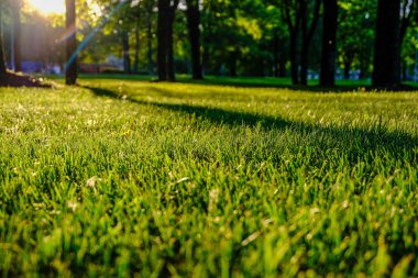 huş ağacı yaprakları ve güneş ışınları ile koyu arka plan karşı sunrise şubeleri. Rekreasyon ve barış için Park sahne