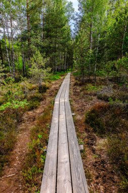 ağaçlar, alan ve güneş ışınlarının renkli yaz havada dinlenme ile bataklık turist iz içinde ahşap tahta