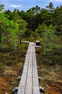 ağaçlar, alan ve güneş ışınlarının renkli yaz havada dinlenme ile bataklık turist iz içinde ahşap tahta
