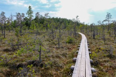 ağaçlar, alan ve güneş ışınlarının renkli yaz havada dinlenme ile bataklık turist iz içinde ahşap tahta