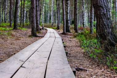 ağaçlar, alan ve güneş ışınlarının renkli yaz havada dinlenme ile bataklık turist iz içinde ahşap tahta