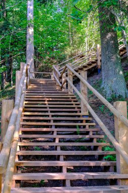 ağaçlar, alan ve güneş ışınlarının renkli yaz havada dinlenme ile yeşil çayır turist iz içinde ahşap tahta