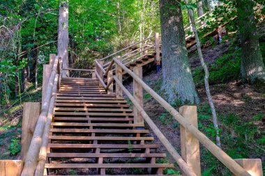 ağaçlar, alan ve güneş ışınlarının renkli yaz havada dinlenme ile yeşil çayır turist iz içinde ahşap tahta